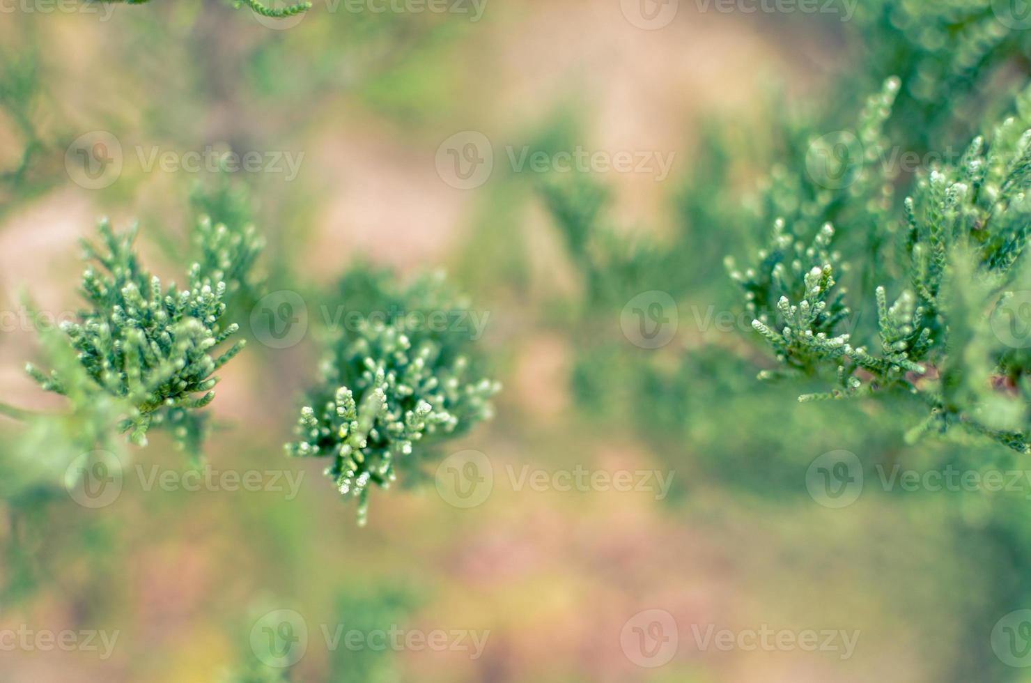 Juniper tree branch texture green needle background defocused closeup photo