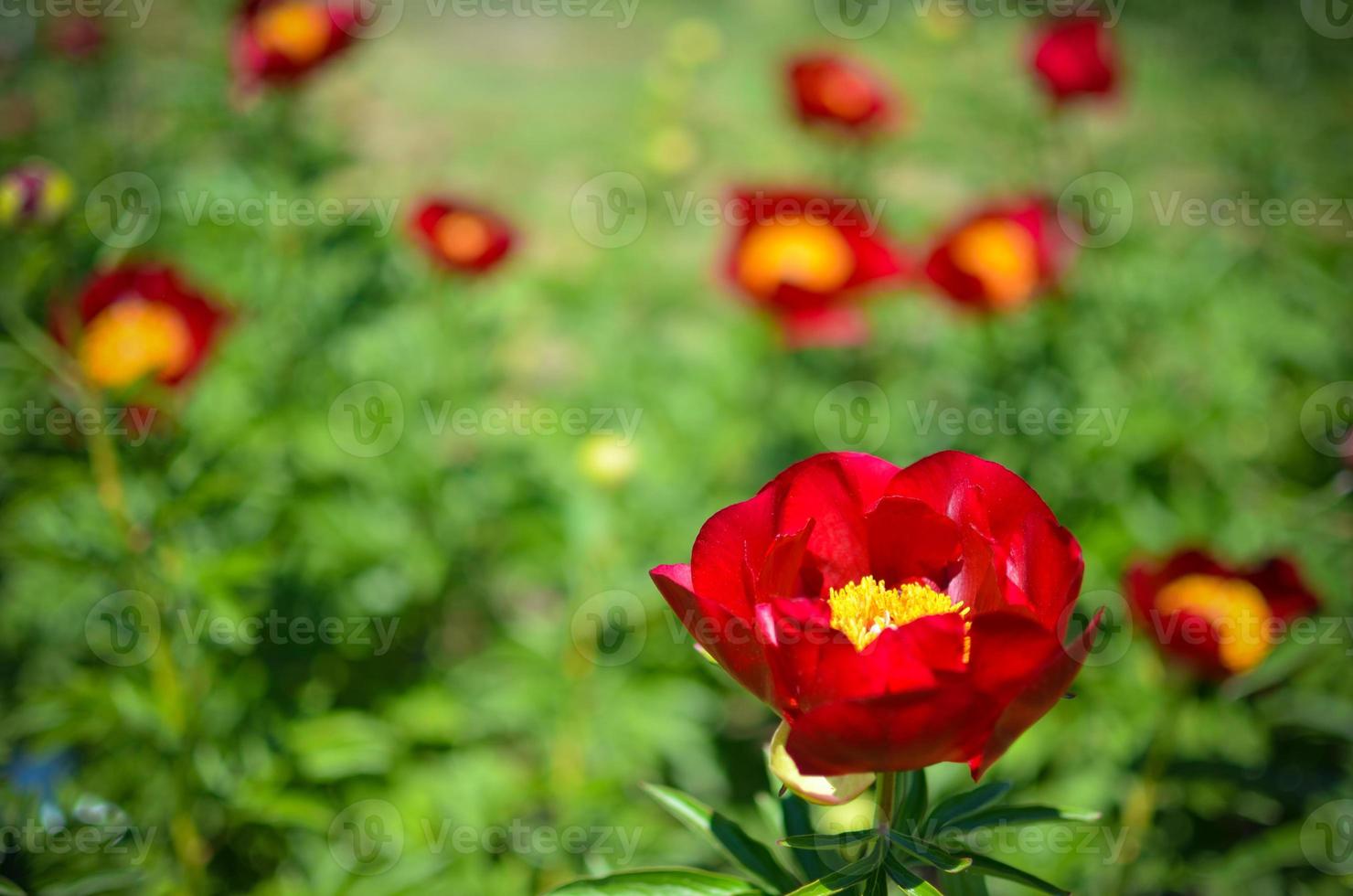 Tree peony blossoming in garden at spring photo