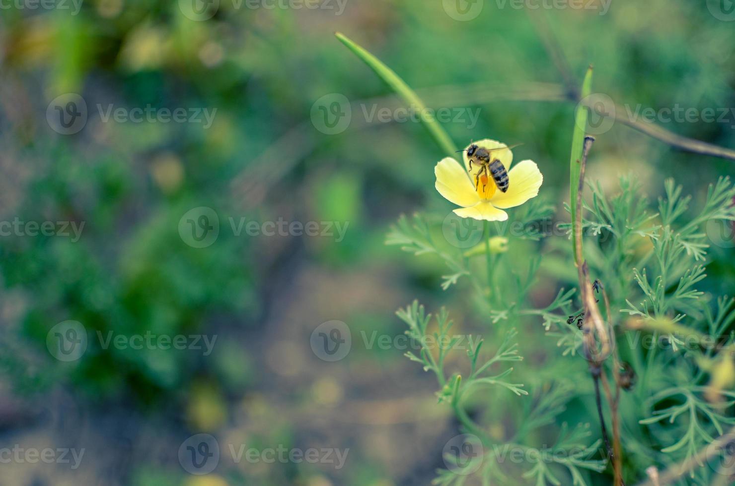 Eschscholzia amarillo en la pradera closeup con fondo borroneado con una abeja foto