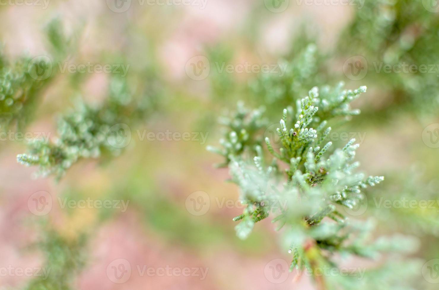 Juniper tree branch texture green needle background defocused closeup photo