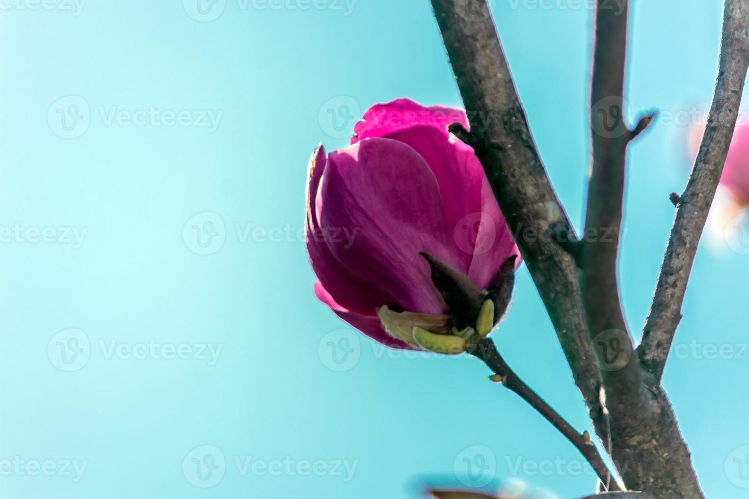 flor de magnolia de Jane foto