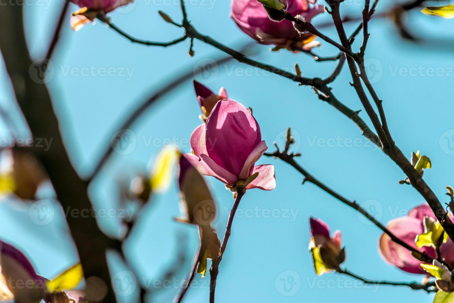 flor de magnolia de Jane foto