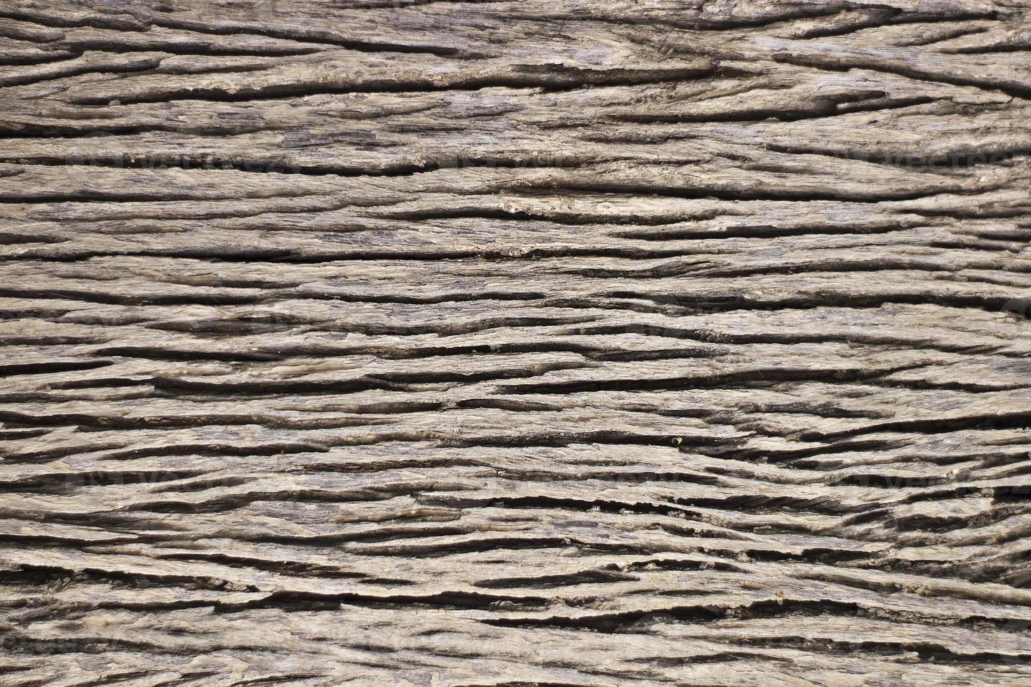 Tree wood texture photo