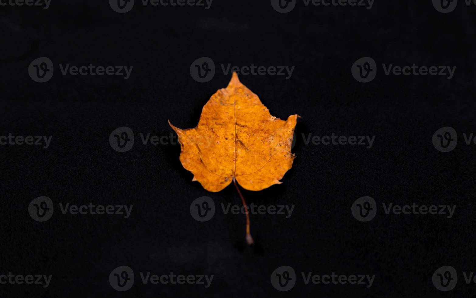 Yellow leaf on black background photo