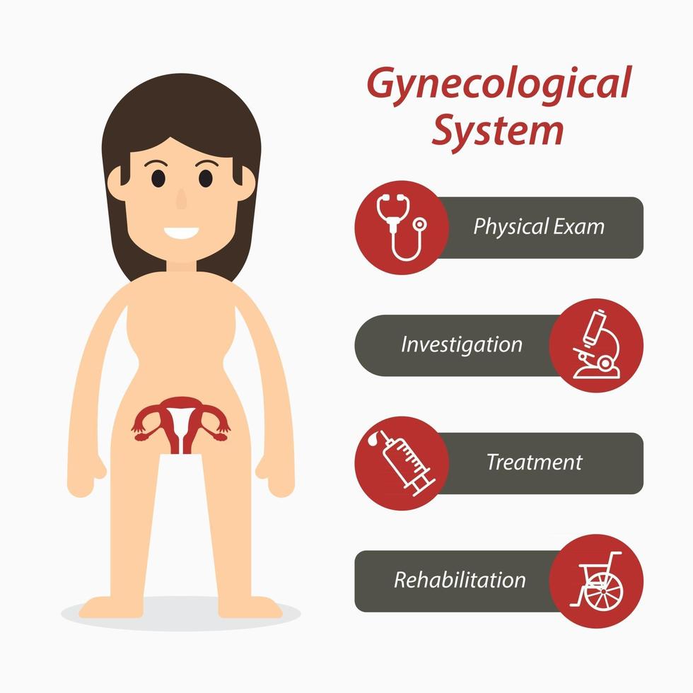 Gynecological system and medical line icon  flat design vector