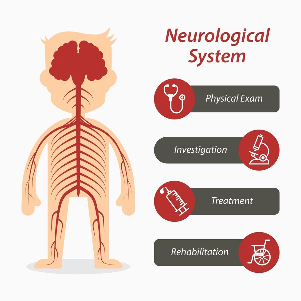 Neurological system and medical line icon vector