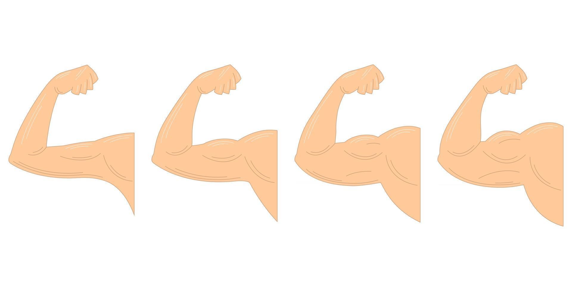 Muscle growth after exercising vector