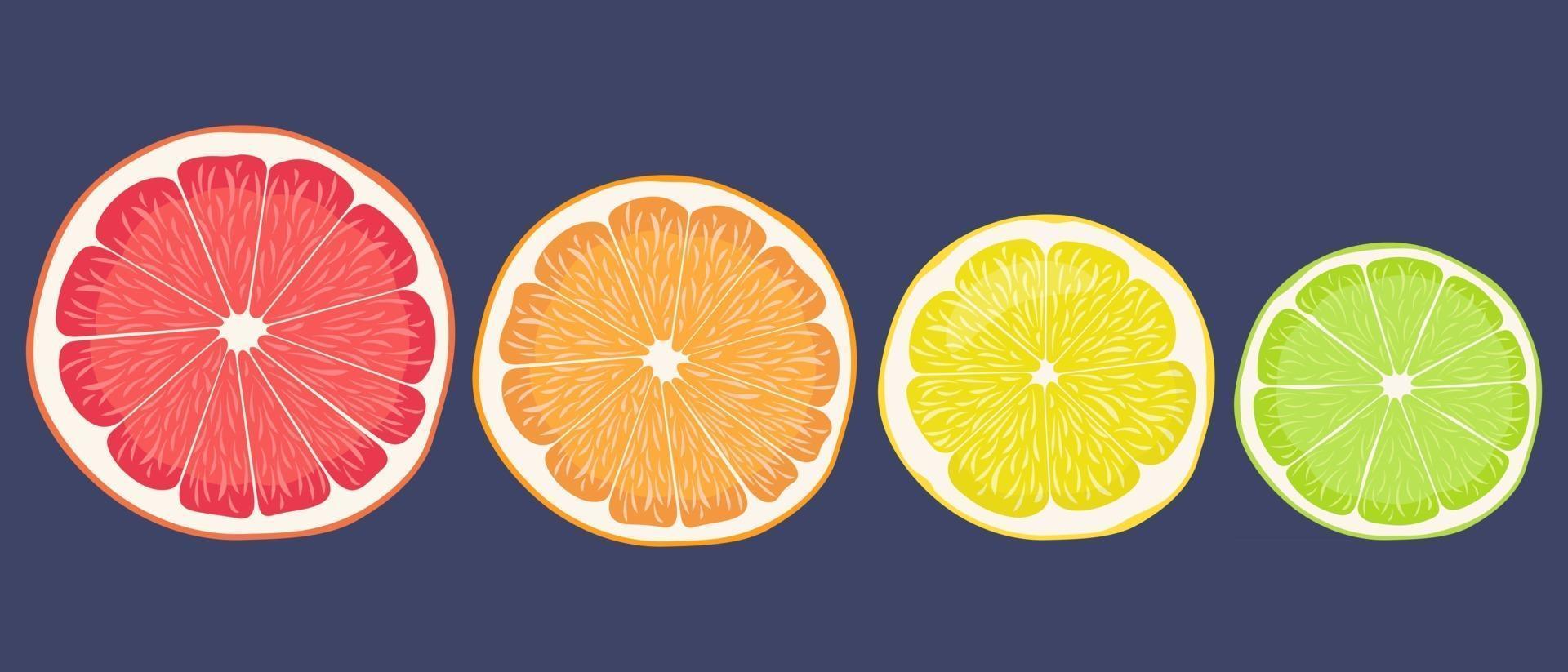 Round lobules of citrus fruits vector