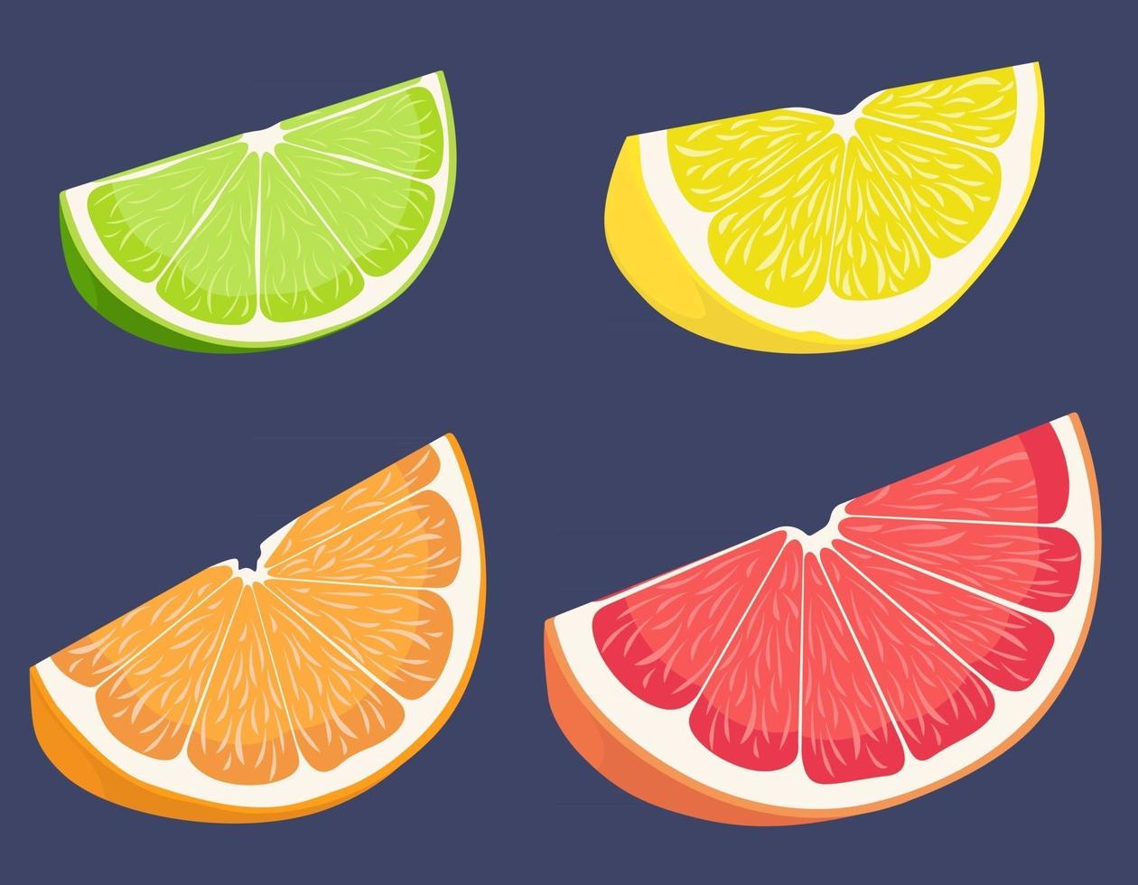 Slices of citrus fruits vector