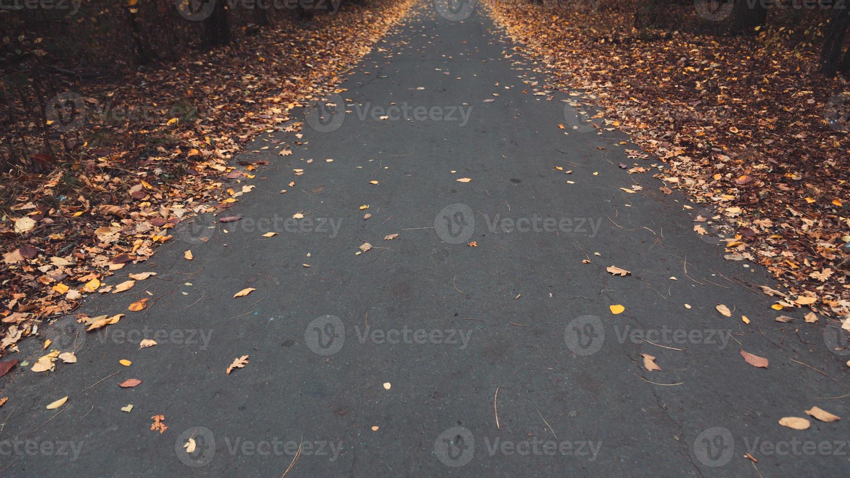 Autumn forest road photo