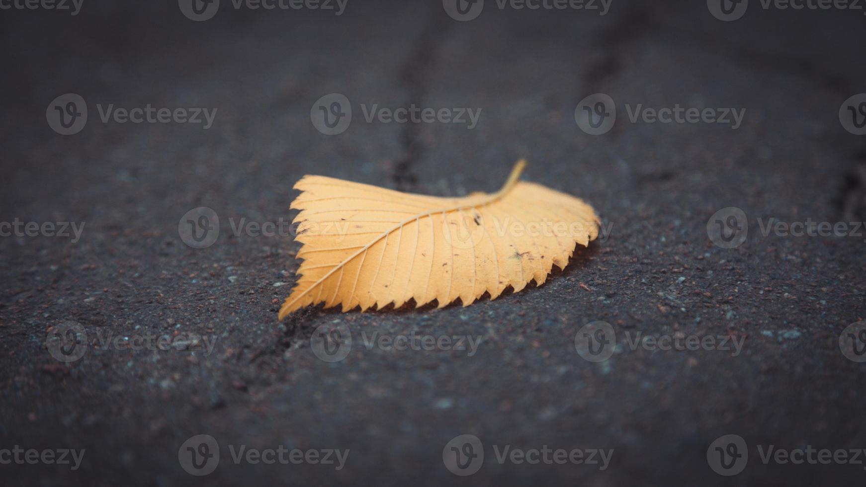 Autumn yellow leaf on old grunge road photo