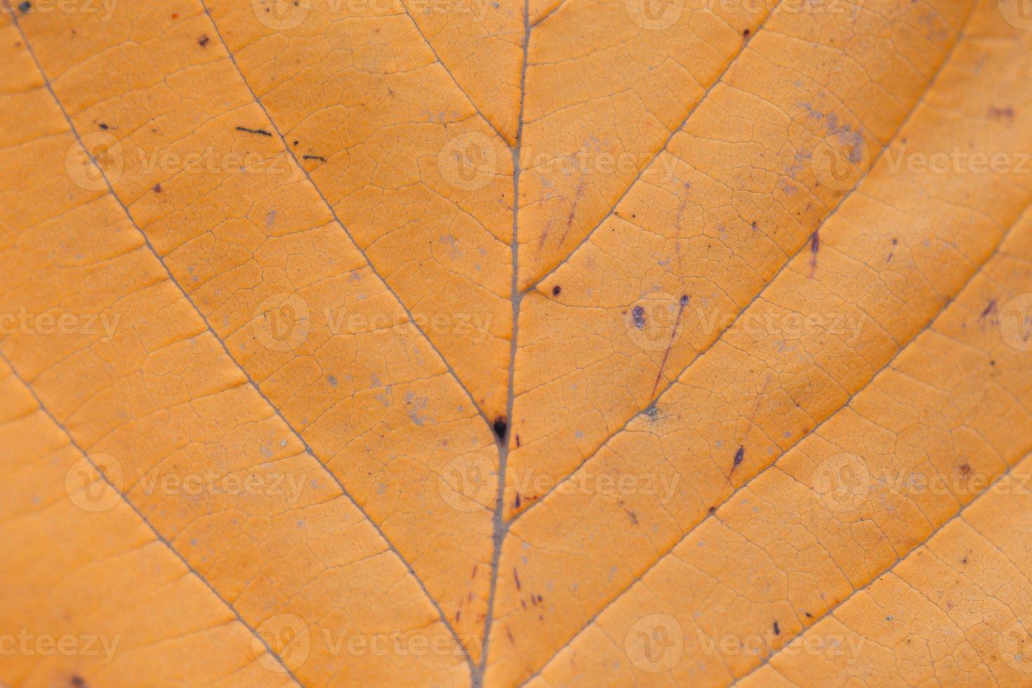 Extreme close-up macro of an autumn leaf with fine detail photo