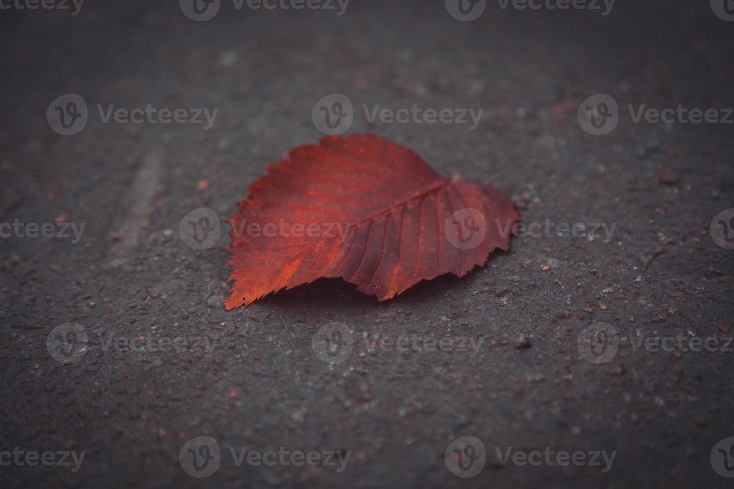 otoño, hoja amarilla, en, viejo, grunge, camino foto