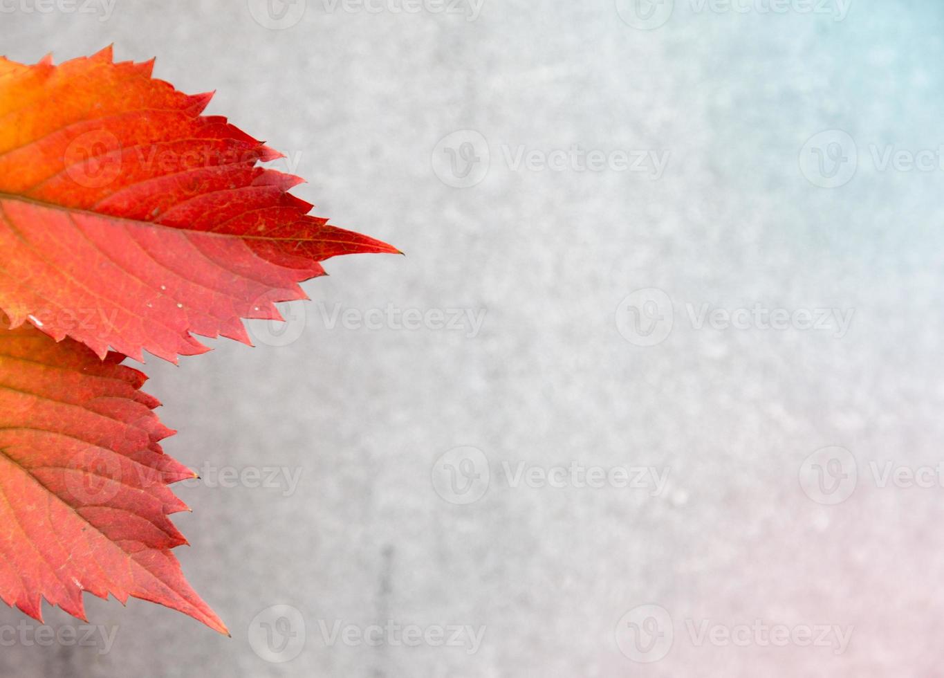 otoño u hojas de otoño sobre un fondo gris foto