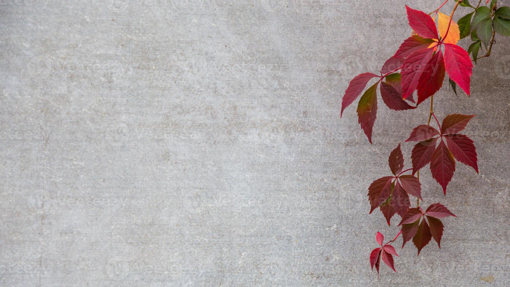 Autumn or fall Leaves on a gray background photo