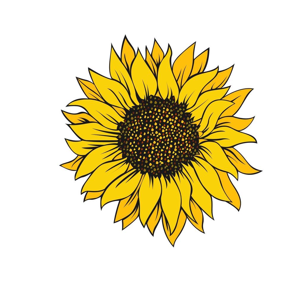 Girasol aislado sobre fondo blanco. vector