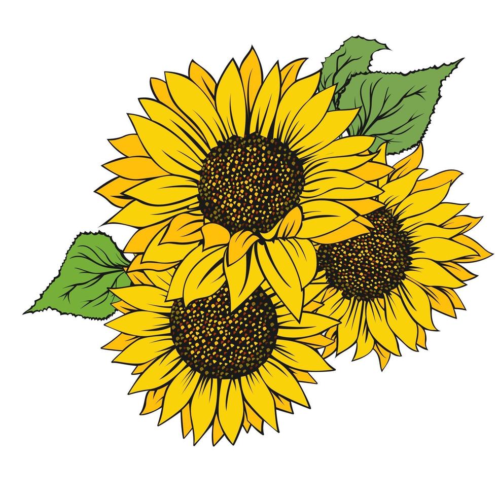 Girasol aislado sobre fondo blanco. vector