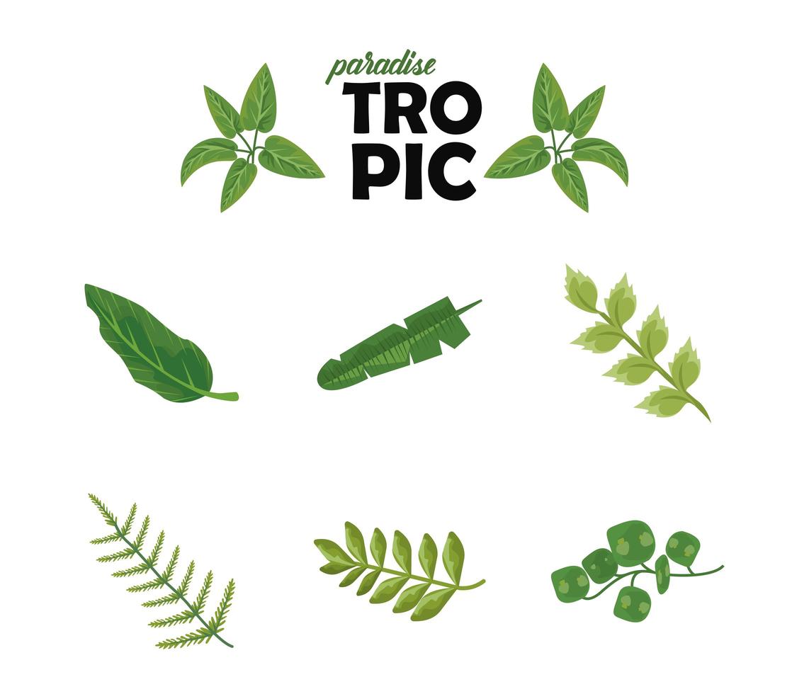 paquete de ocho hojas, plantas, iconos de la naturaleza verde y letras tropicales vector