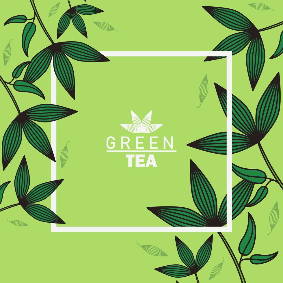 green tea lettering poster with leafs and square frame vector