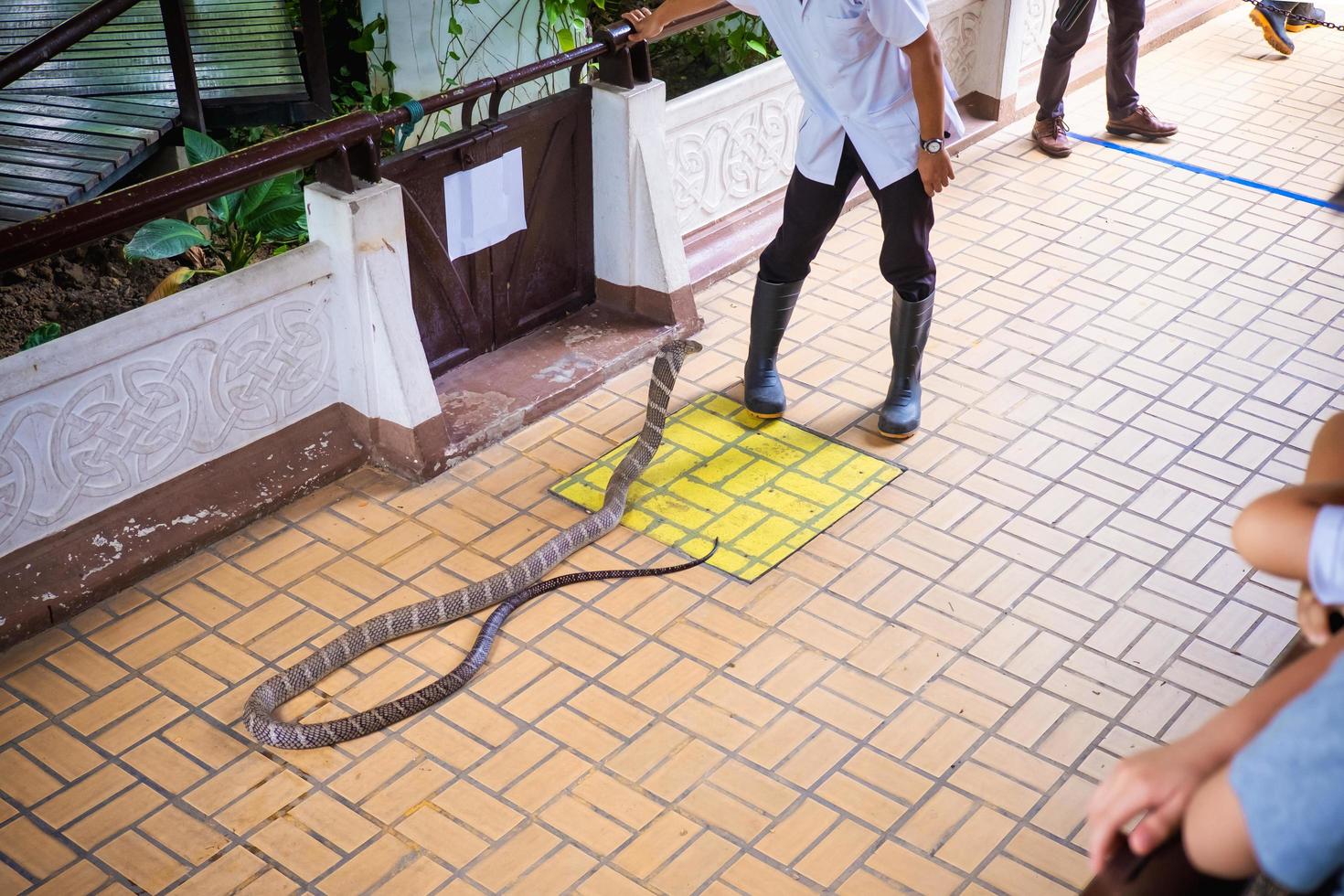 Demostración de manejo de serpientes, Bangkok, Tailandia foto