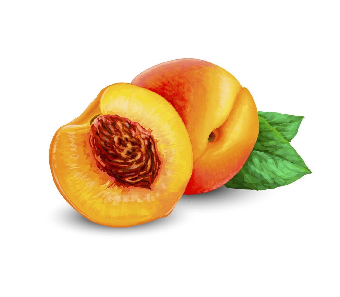 Realistic Ripe peaches whole and slice Peach juicy sweet fruit 3d high detail isolated on white background Vector realistic illustration