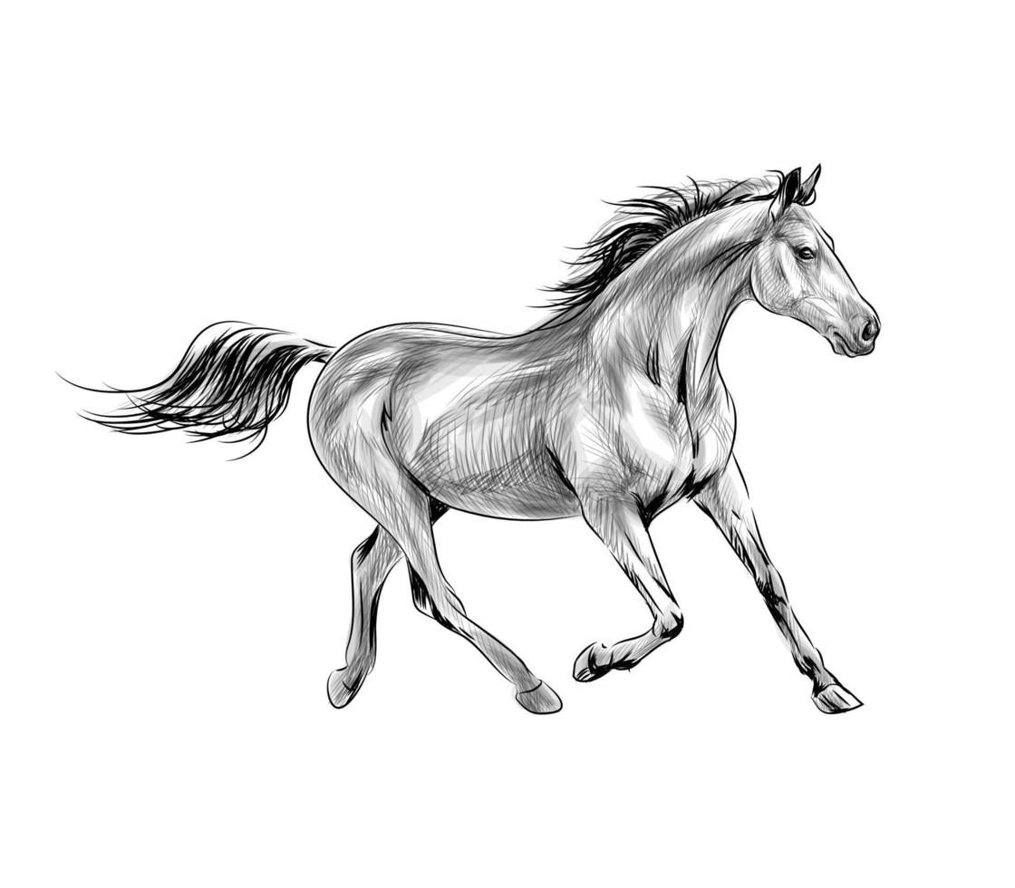 Horse run gallop on a white background Hand drawn sketch Vector illustration of paints