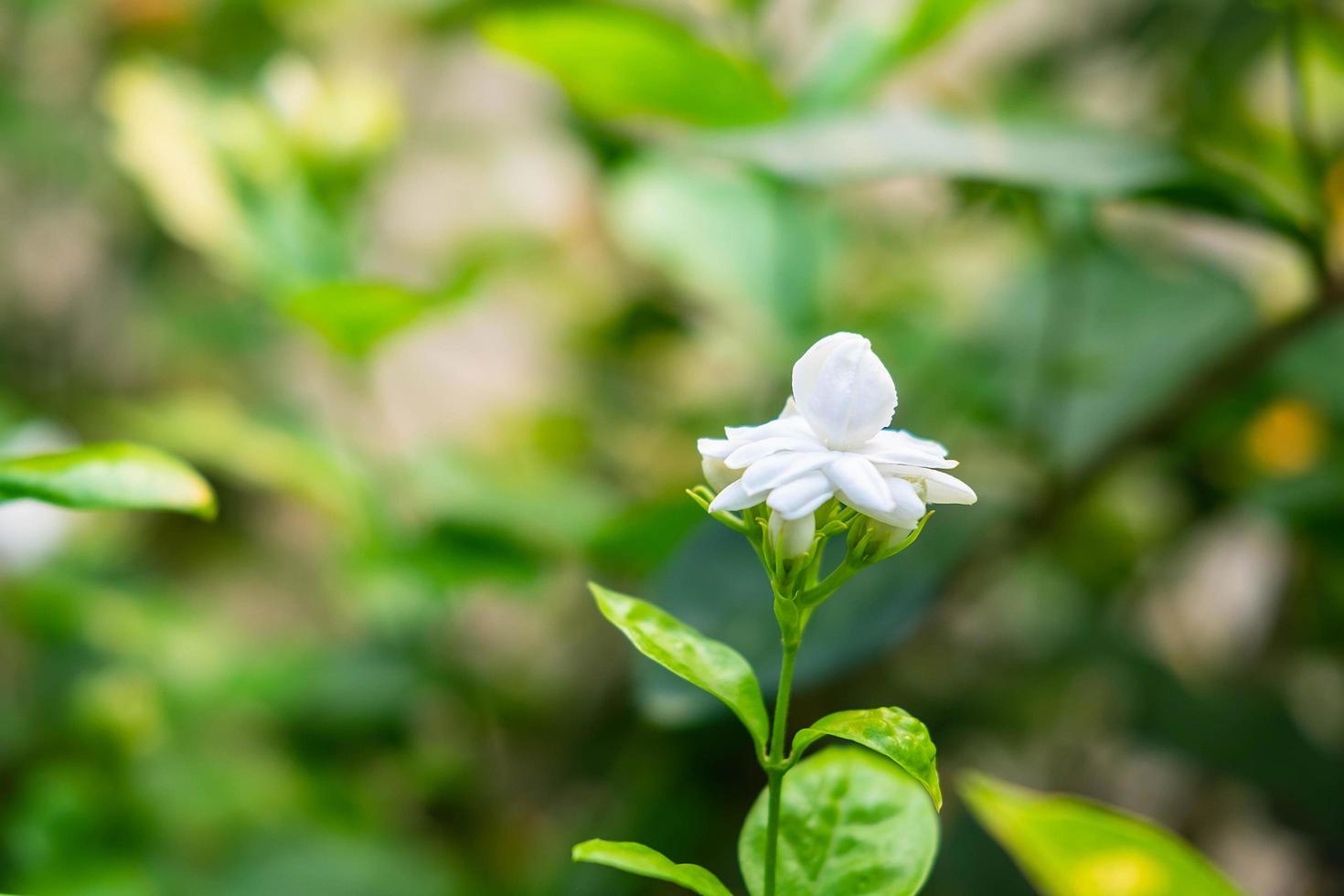 White jasmine background photo