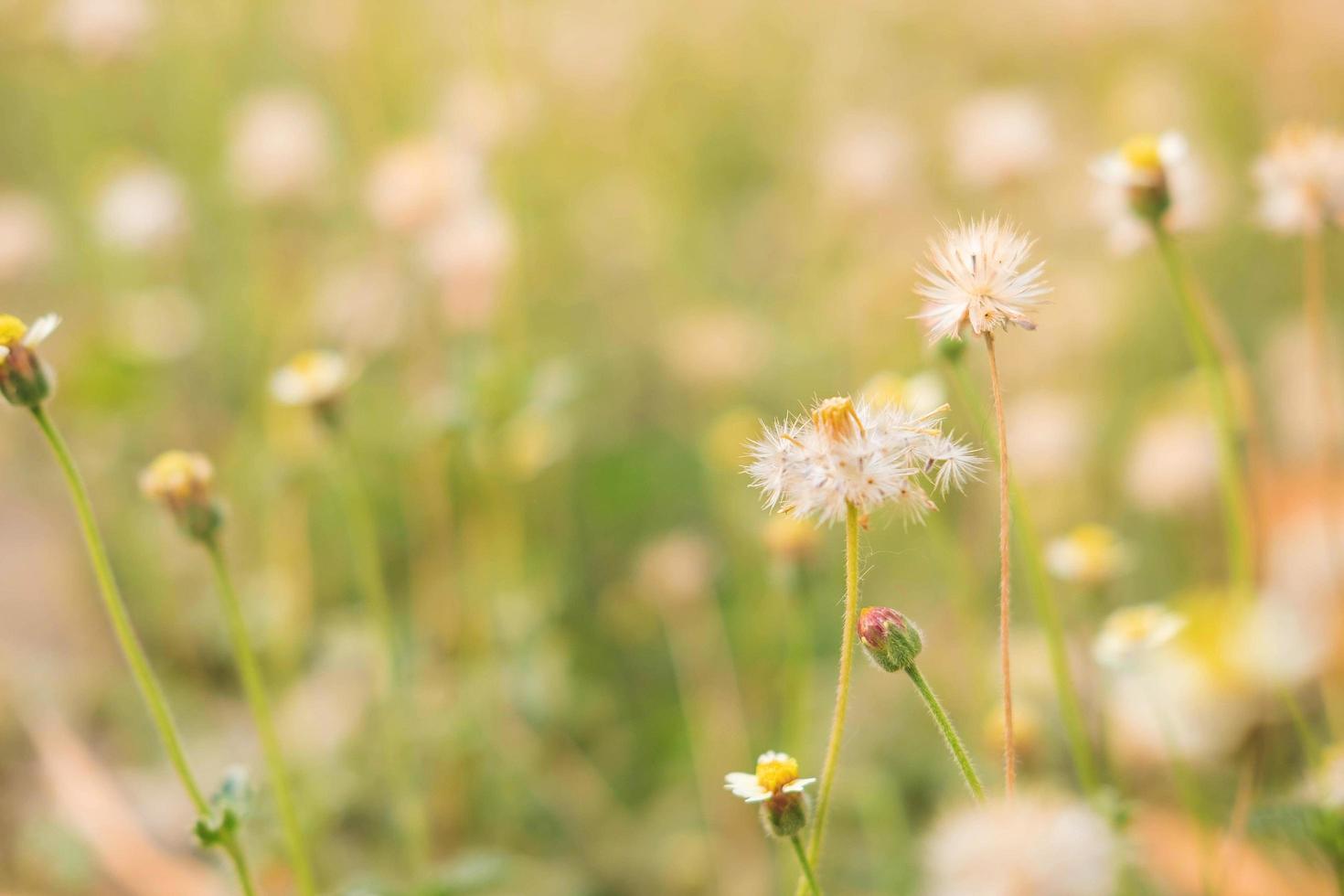 fondo de flores de verano foto