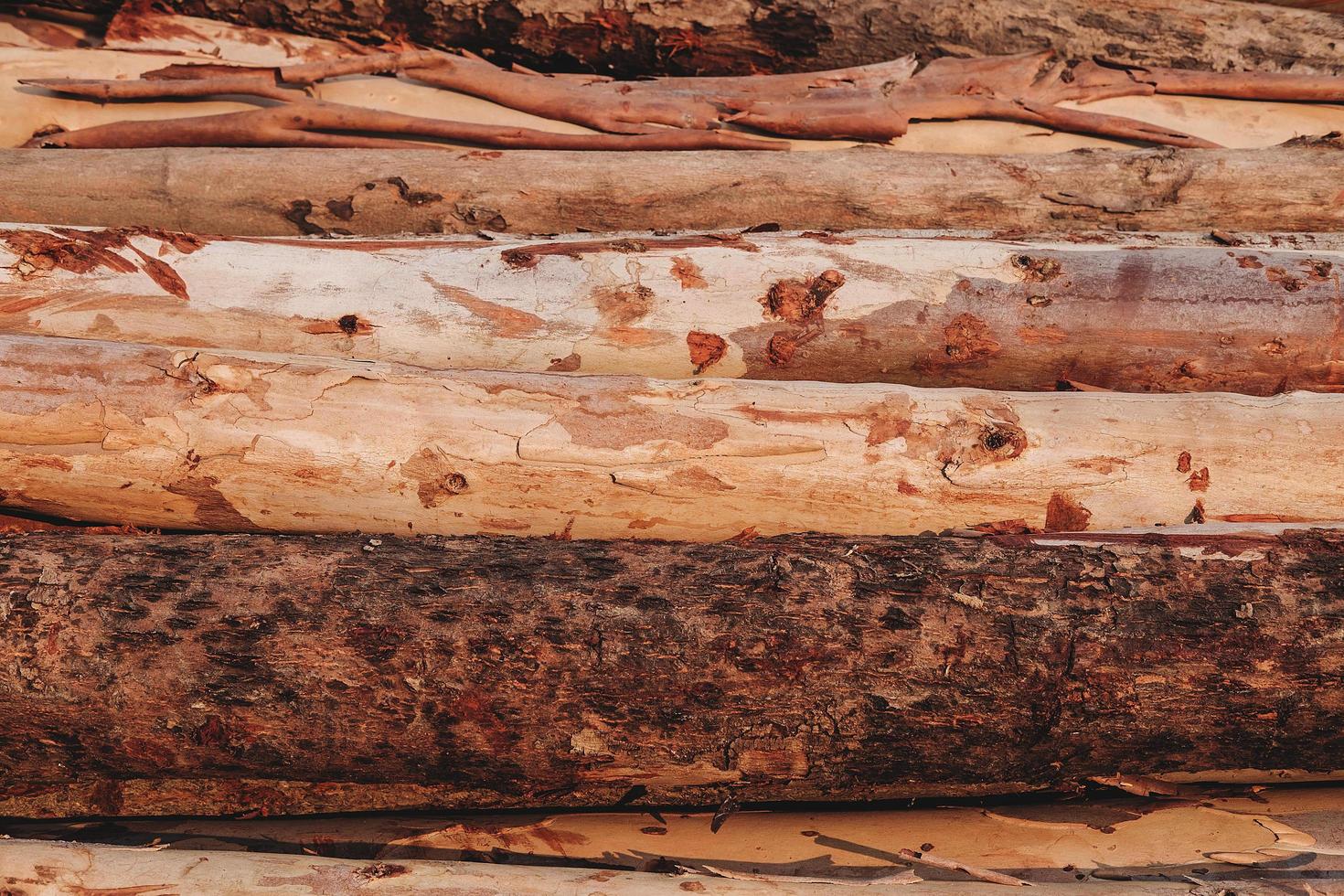 madera de fondo y naturaleza foto