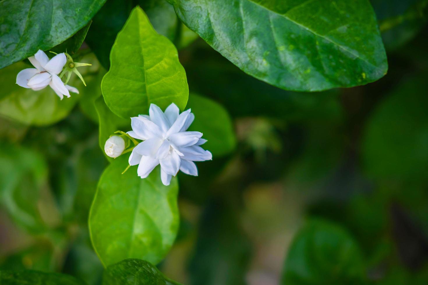 Cerca de flores de jazmín en un jardín. foto