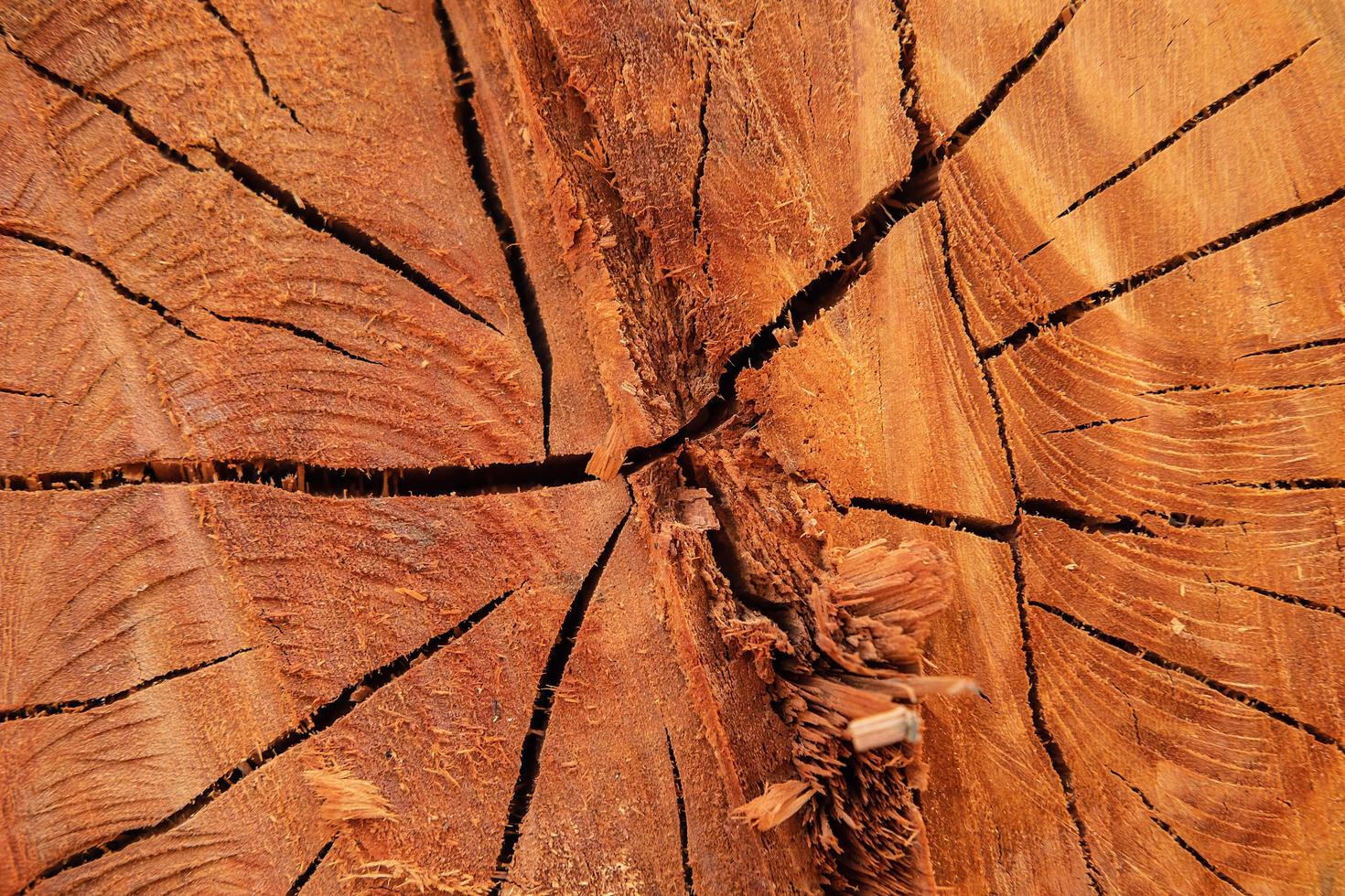 la textura de fondo del árbol cortado foto