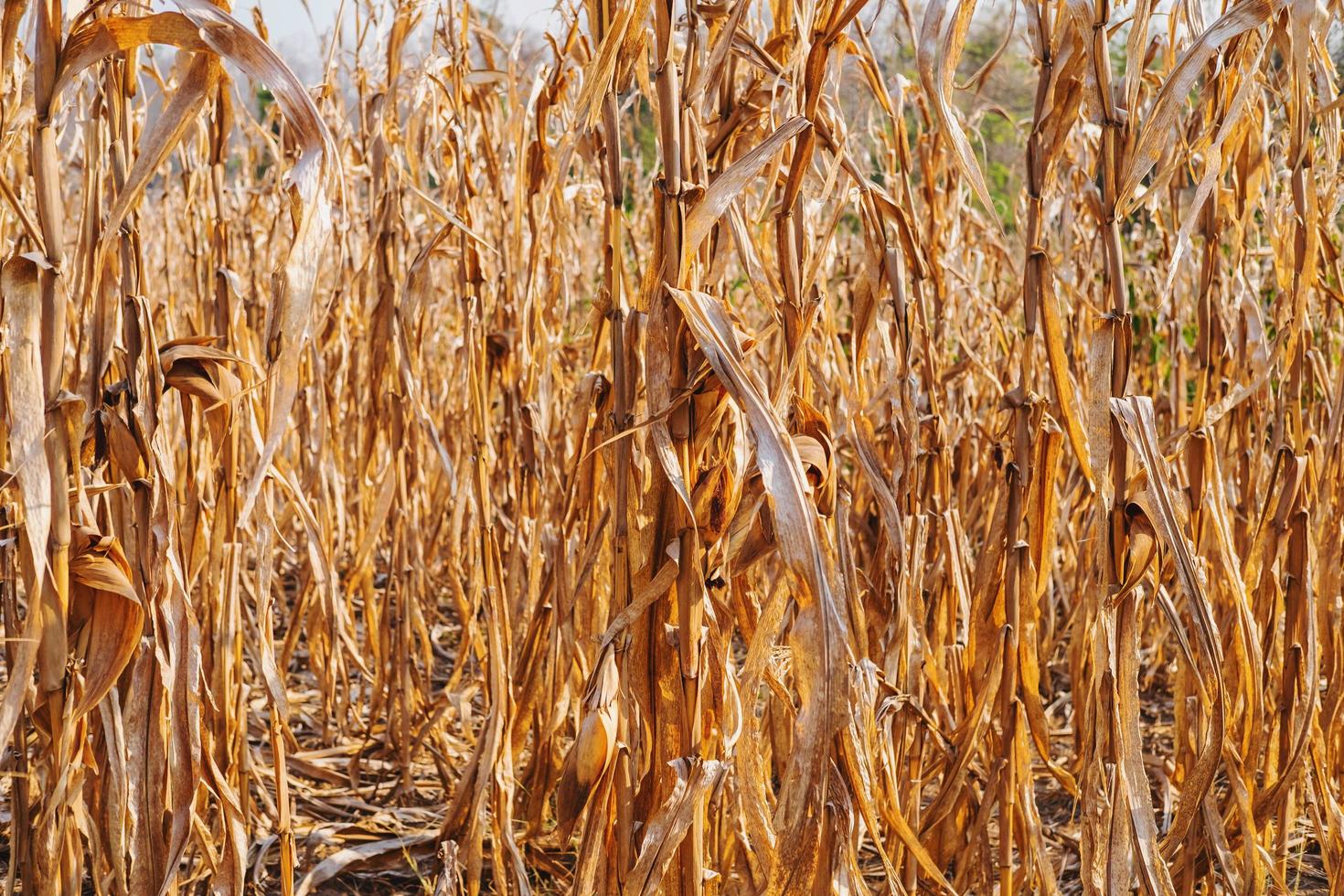 Dry corn plant background and dry corn fields photo