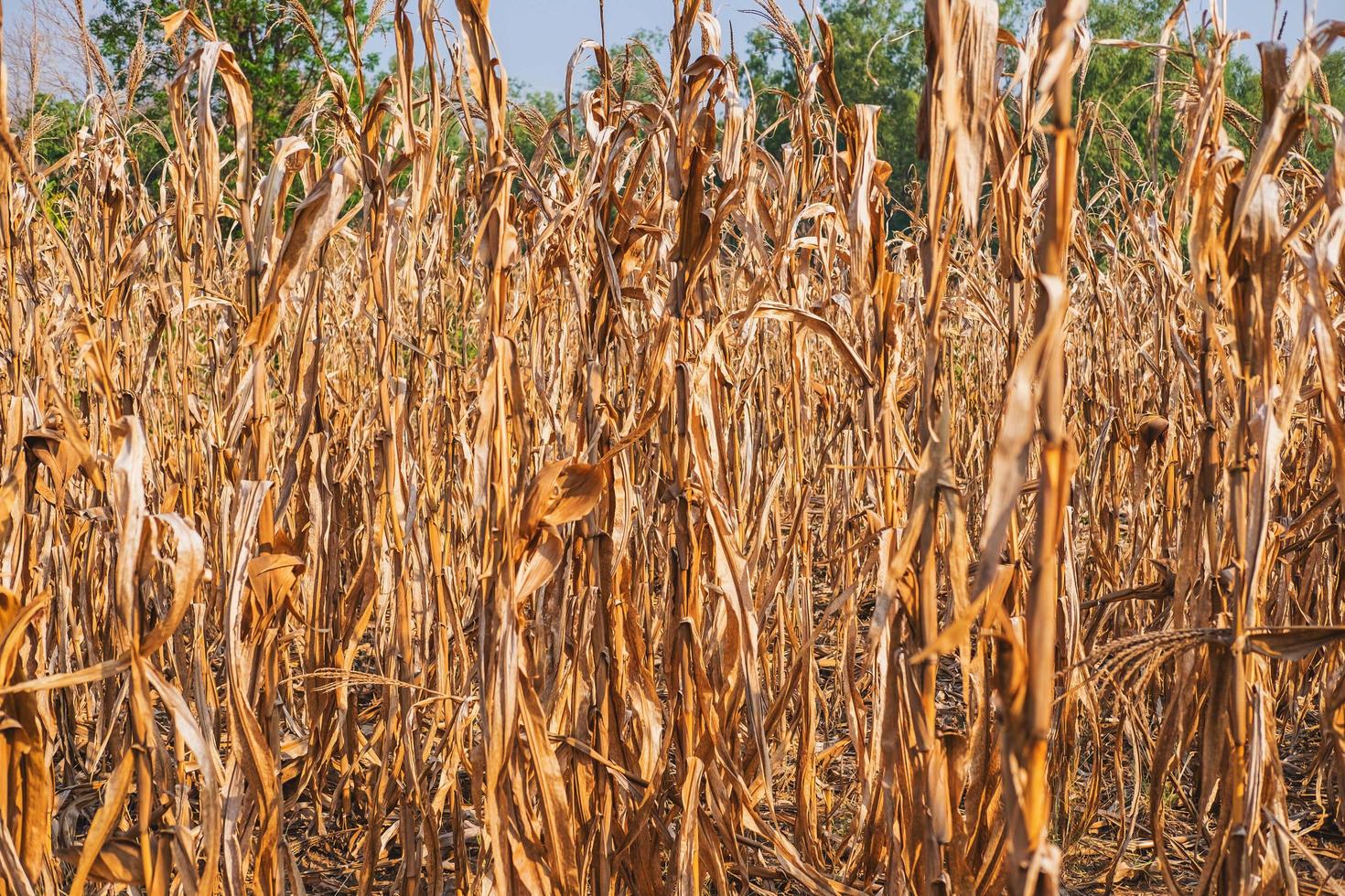 Dry corn plant background and dry corn fields photo