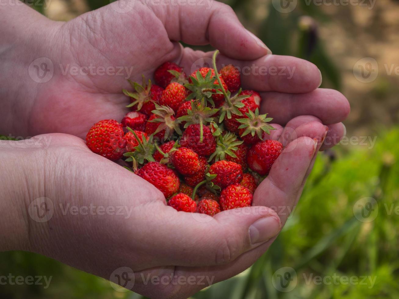 Women palms with ripe strawberries photo