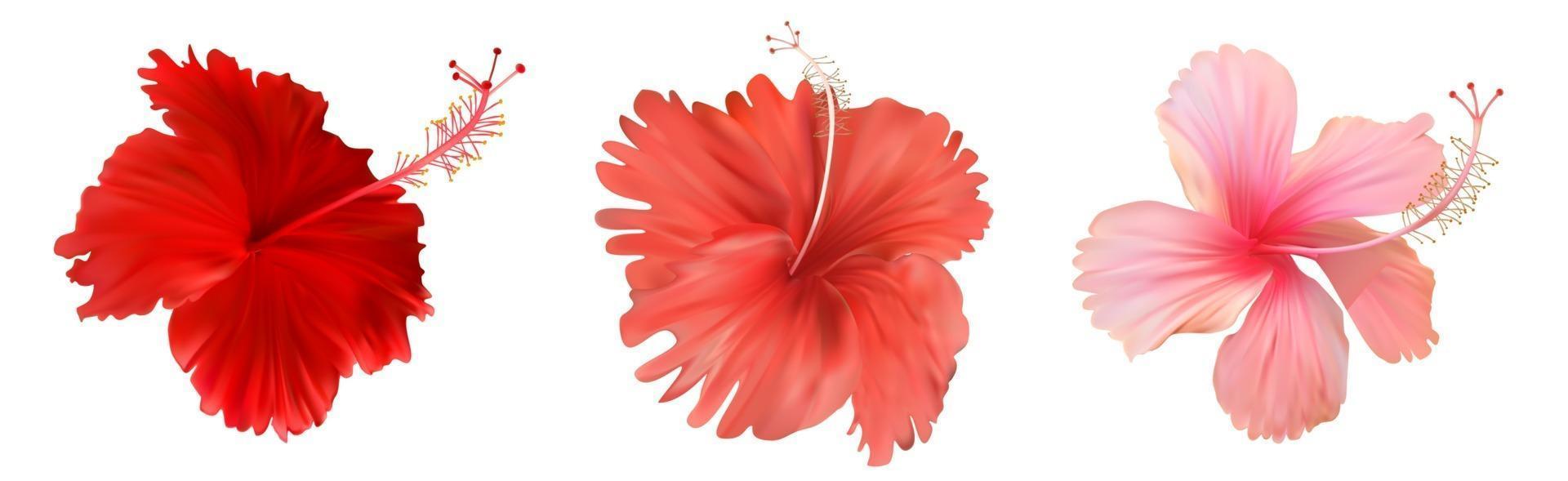 Pink hibiscus flower isolated on white background vector