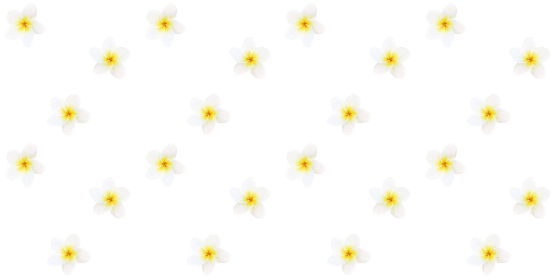 Isolated colorful naturalistic white plumeria with shadow vector