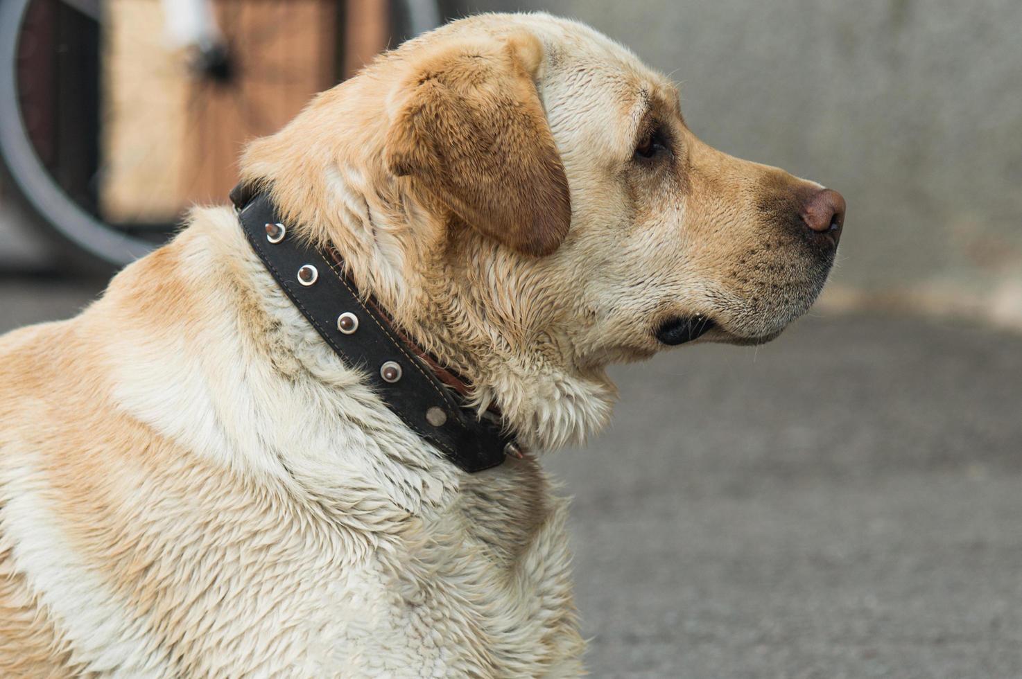 Labrador retriever lies on the pavement photo