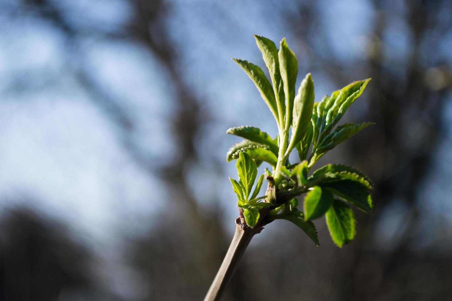 First green leaves on branch of tree photo