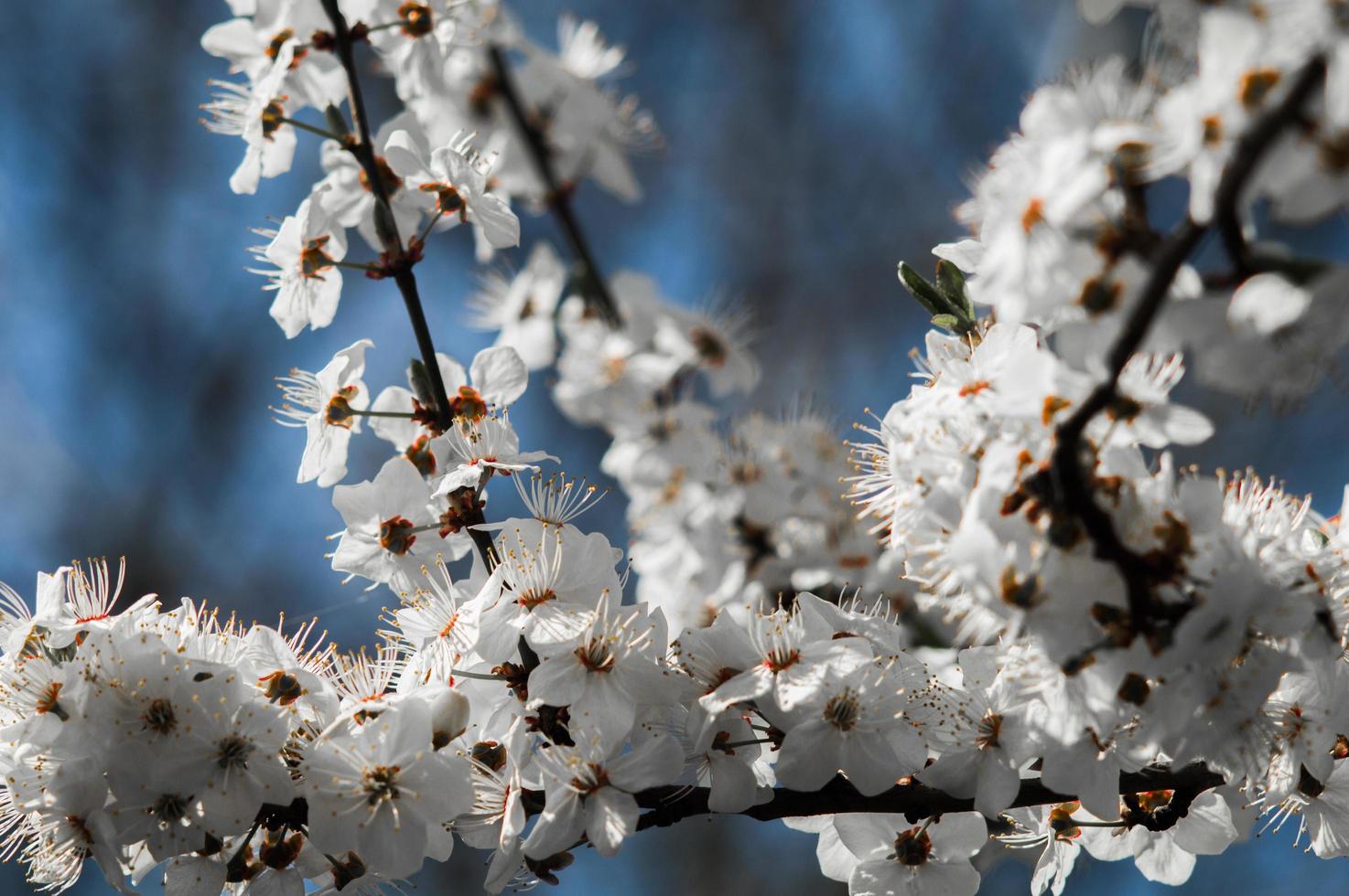 Cherry plum flowers with white petals photo