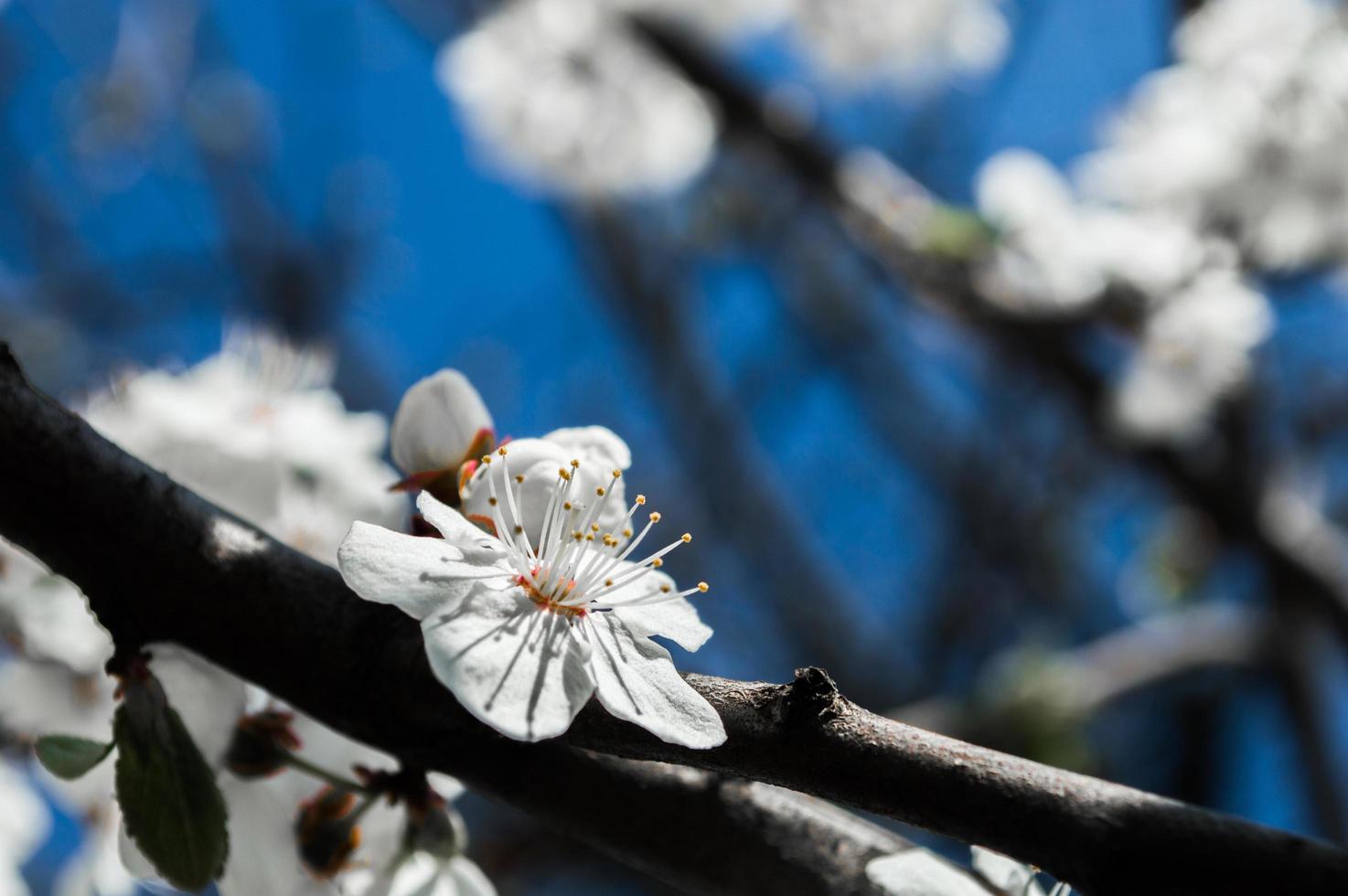 Cherry plum flowers with white petals photo