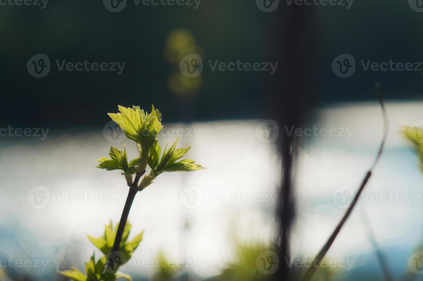 First green leaves on branch with hexagon bokeh photo