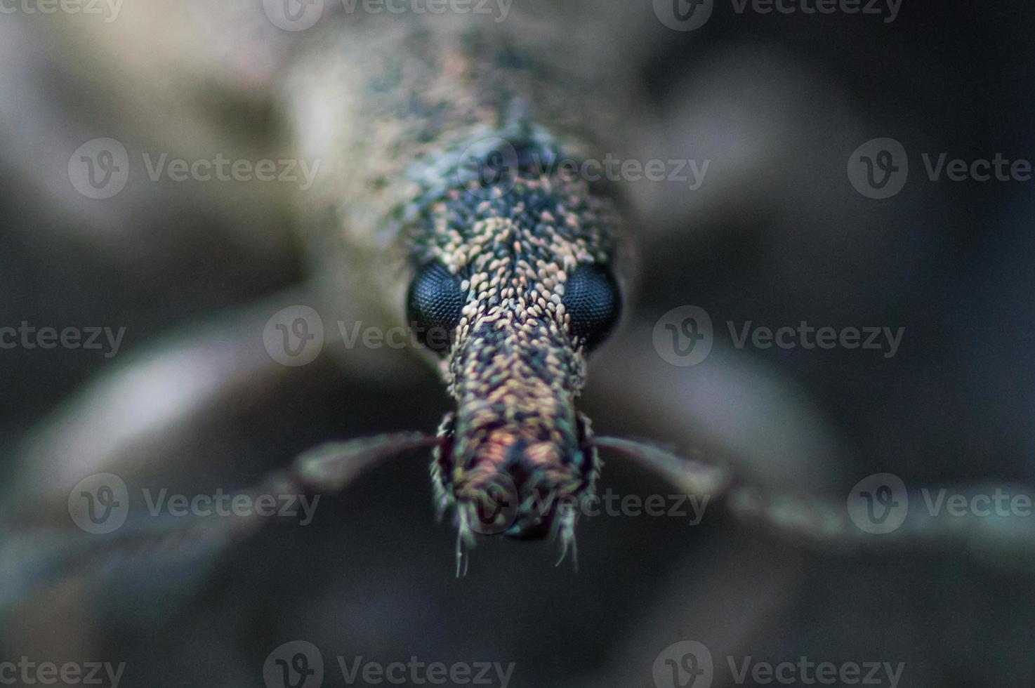 Face of weevil beetle in macro photo