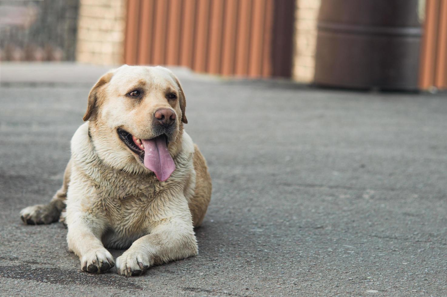 Labrador retriever lies on the pavement photo