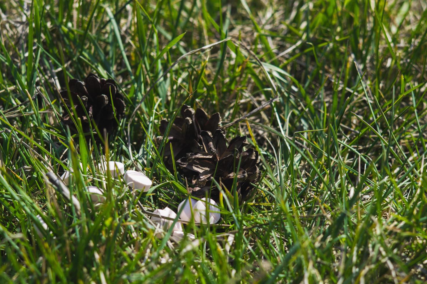 White pills in the grass with pine cones photo