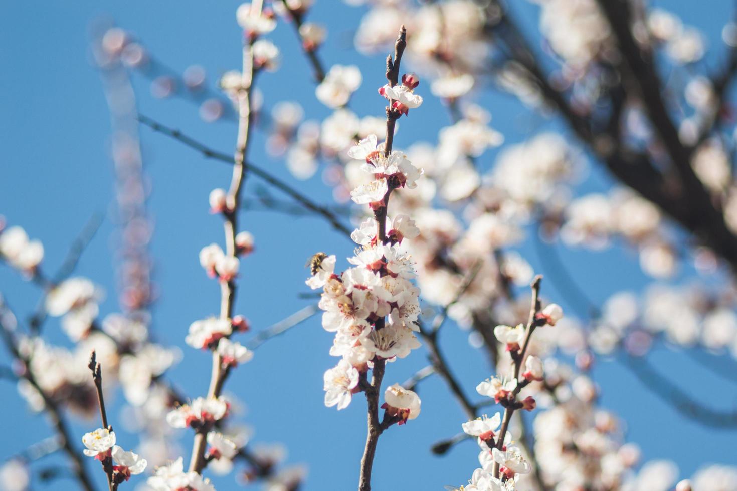 Apricot flowers with white and red petals photo