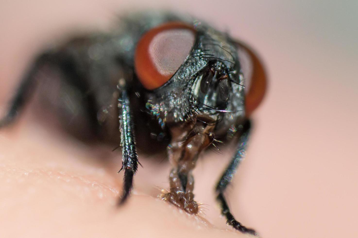 Face of fly with big red eyes in macro photo