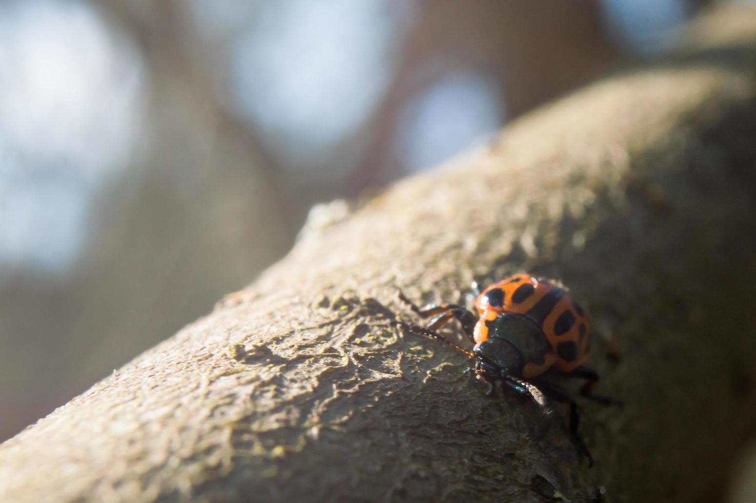 Beetle yellow with black dots photo