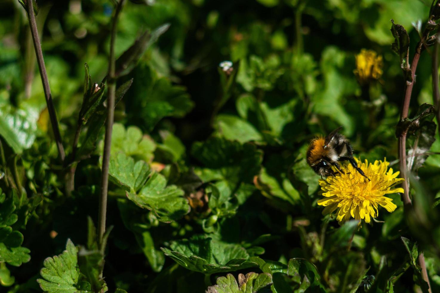 Primer plano de diente de león amarillo sobre fondo borroso foto