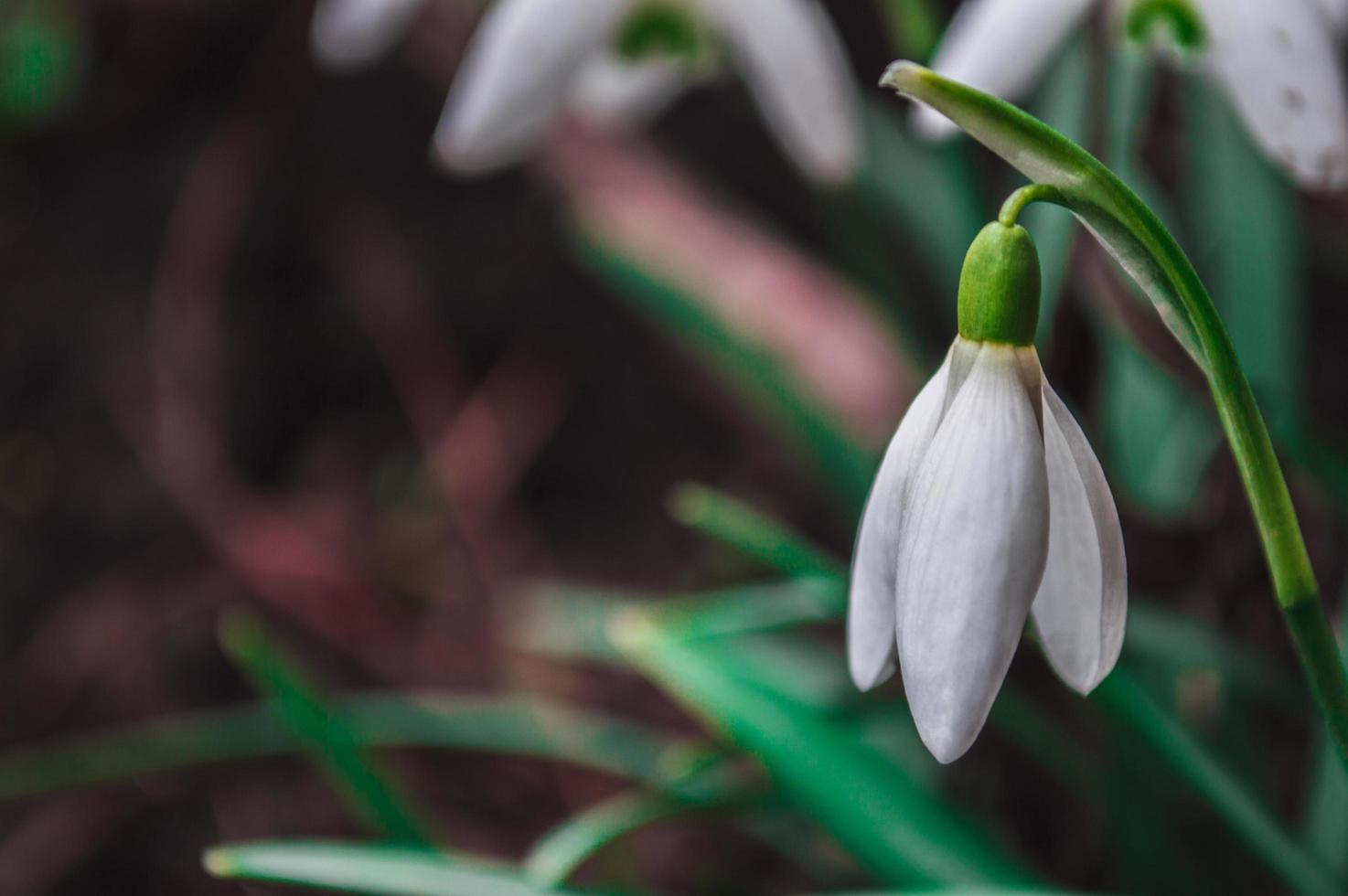 White snowdrops closeup with blurred background photo