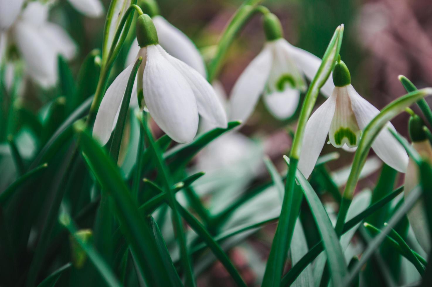 White snowdrops closeup with blurred background photo